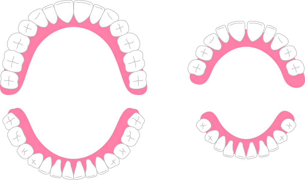 乳歯と永久歯の本数の違い