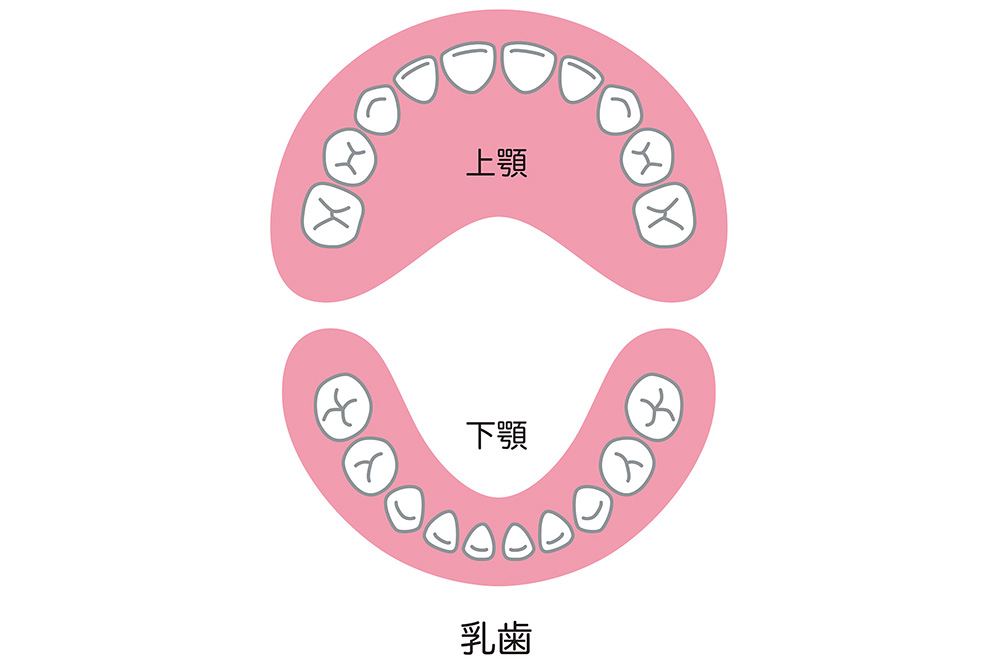 乳歯の並び
