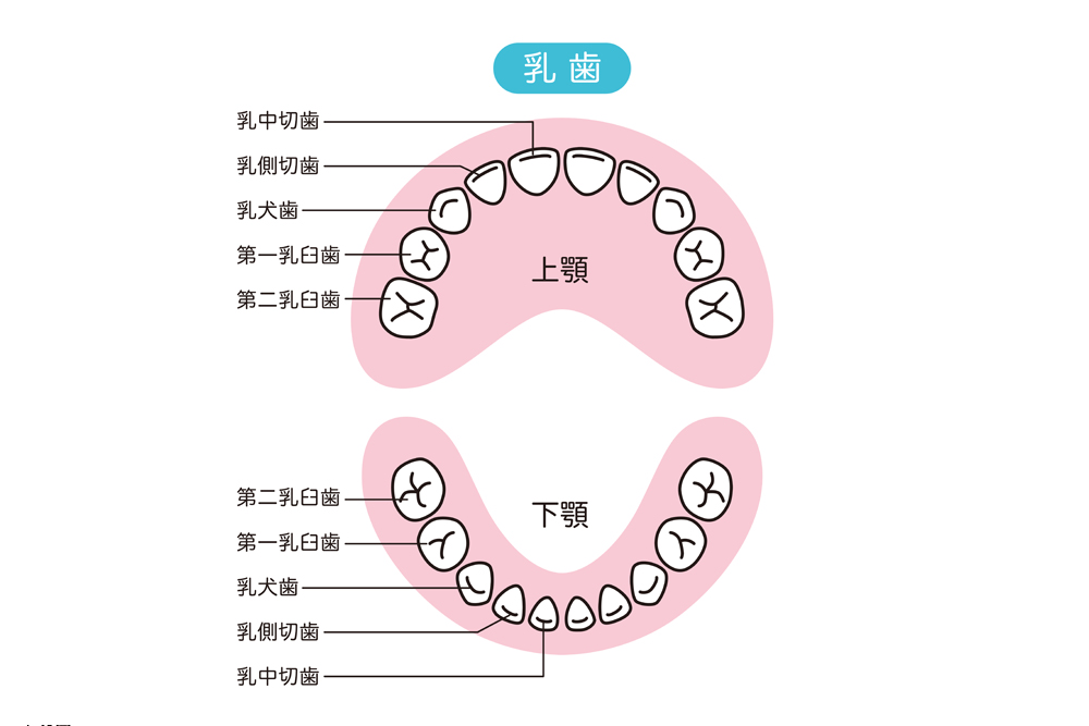 臼歯とは